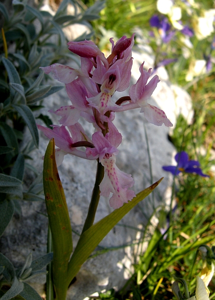 Orchis colemanii - variazioni cromatiche